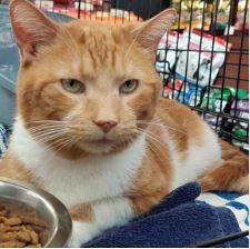 WESTYN  & ALBERT, an adoptable Domestic Medium Hair in Hamilton, ON, L8L 7K2 | Photo Image 4