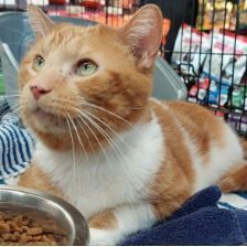 WESTYN  & ALBERT, an adoptable Domestic Medium Hair in Hamilton, ON, L8L 7K2 | Photo Image 5