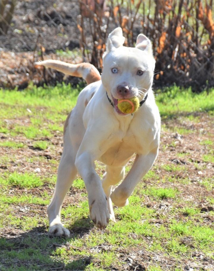 Diamond, an adoptable Pit Bull Terrier & Husky Mix in Acworth, GA_image-2