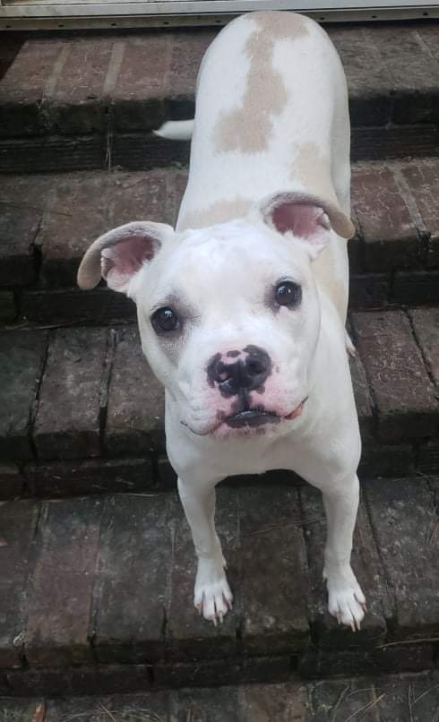 Nori, an adoptable American Bulldog in Valdosta, GA, 31601 | Photo Image 2