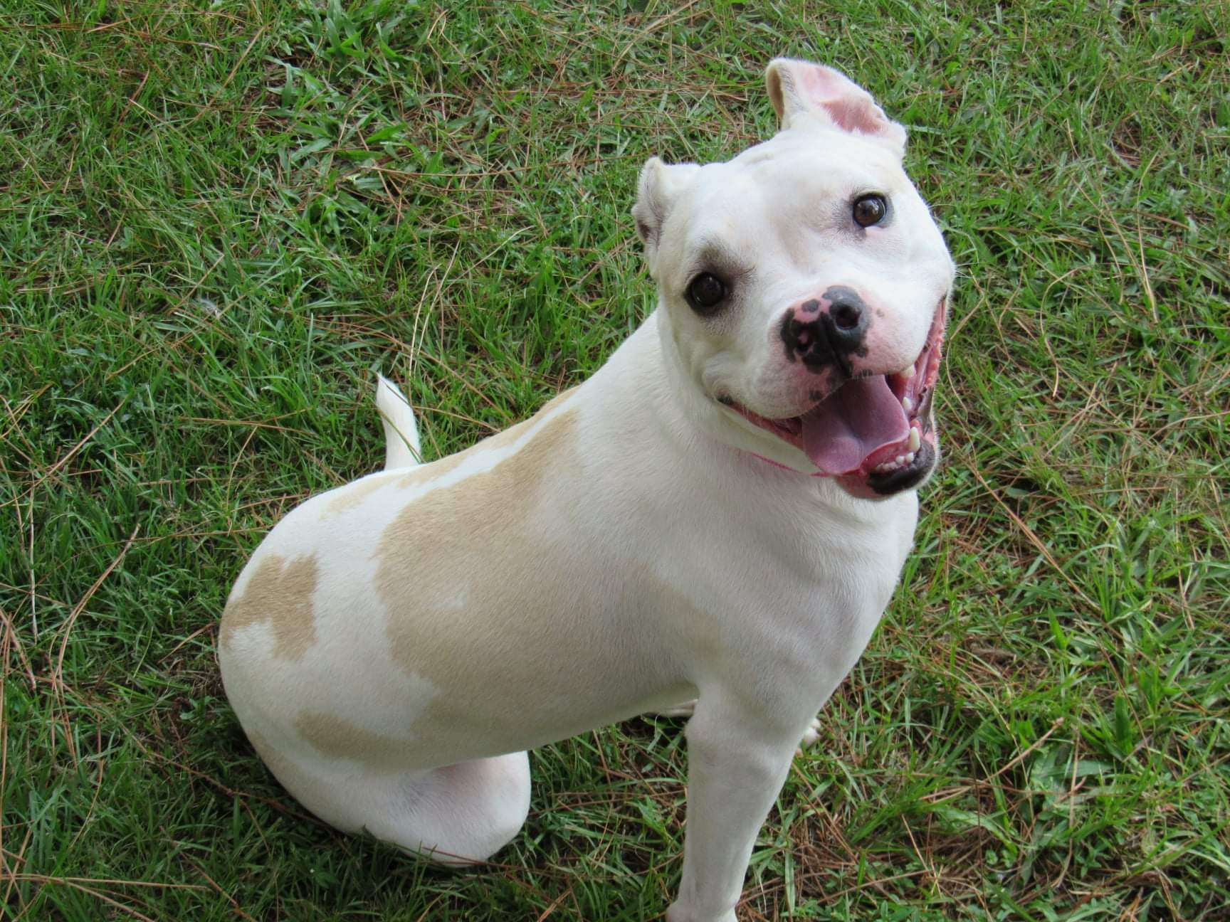 Nori, an adoptable American Bulldog in Valdosta, GA, 31601 | Photo Image 3
