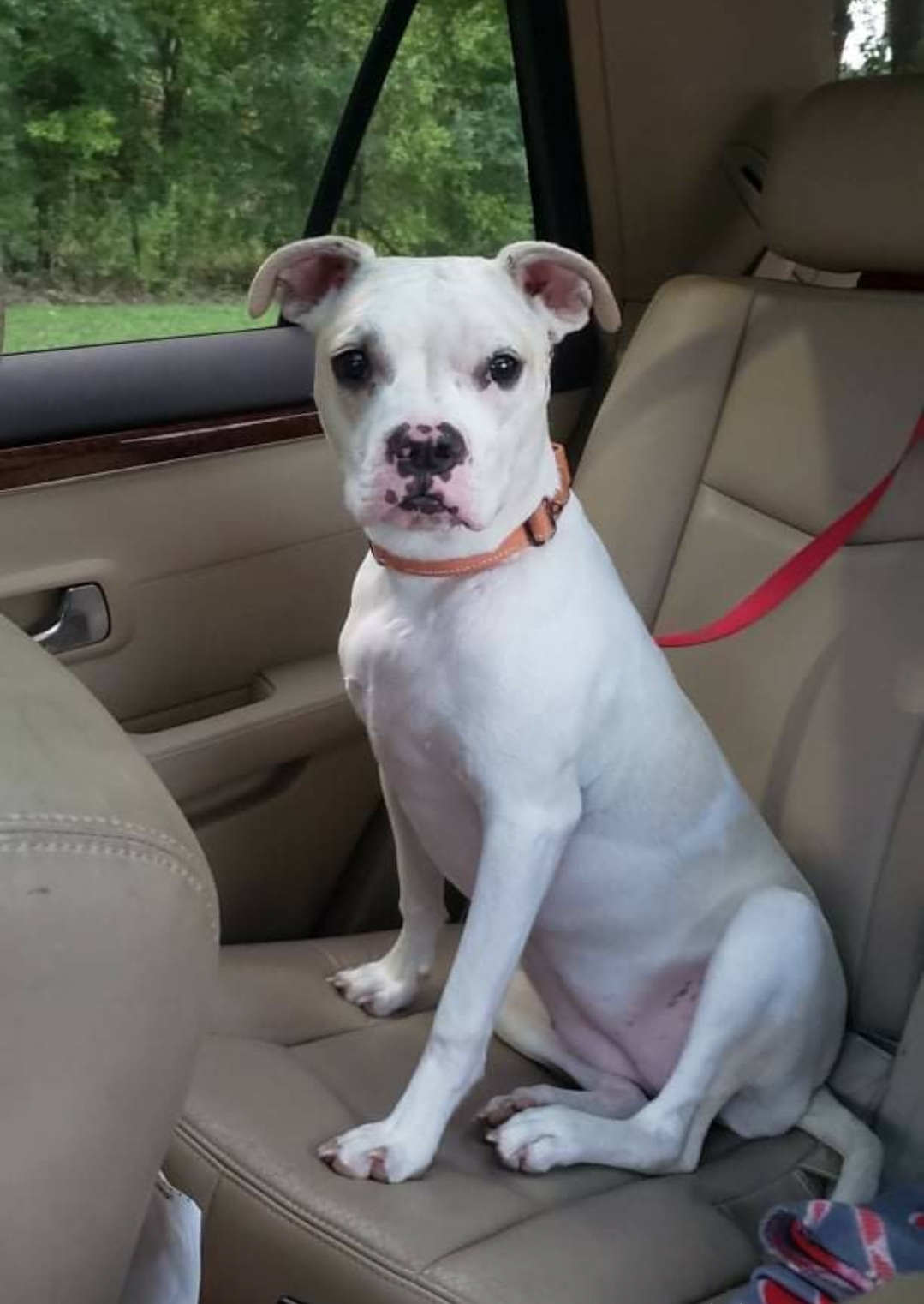 Nori, an adoptable American Bulldog in Valdosta, GA, 31601 | Photo Image 1