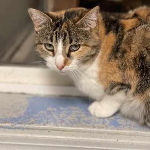 Daffy, an adoptable American Bobtail, American Shorthair in Milford, IA, 51351 | Photo Image 2