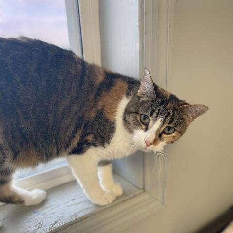 Daffy, an adoptable American Bobtail, American Shorthair in Milford, IA, 51351 | Photo Image 3