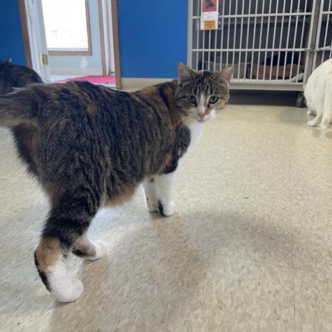 Daffy, an adoptable American Bobtail, American Shorthair in Milford, IA, 51351 | Photo Image 4