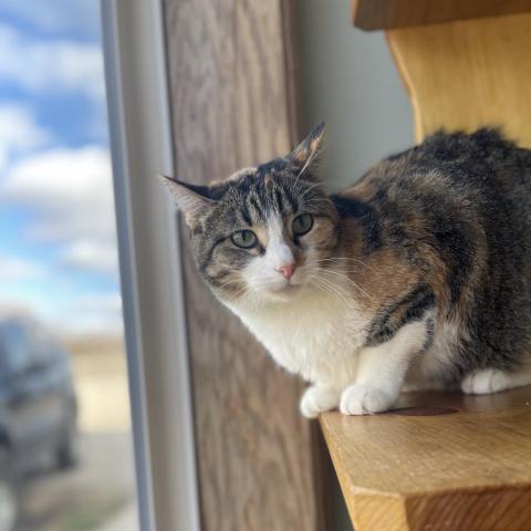 Daffy, an adoptable American Bobtail, American Shorthair in Milford, IA, 51351 | Photo Image 5