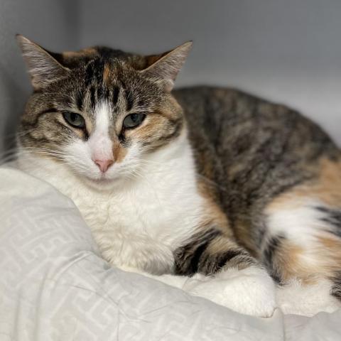 Daffy, an adoptable American Bobtail, American Shorthair in Milford, IA, 51351 | Photo Image 6