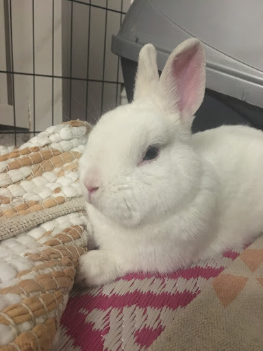 Marshmallow, an adopted Netherland Dwarf in Philadelphia, PA_image-1