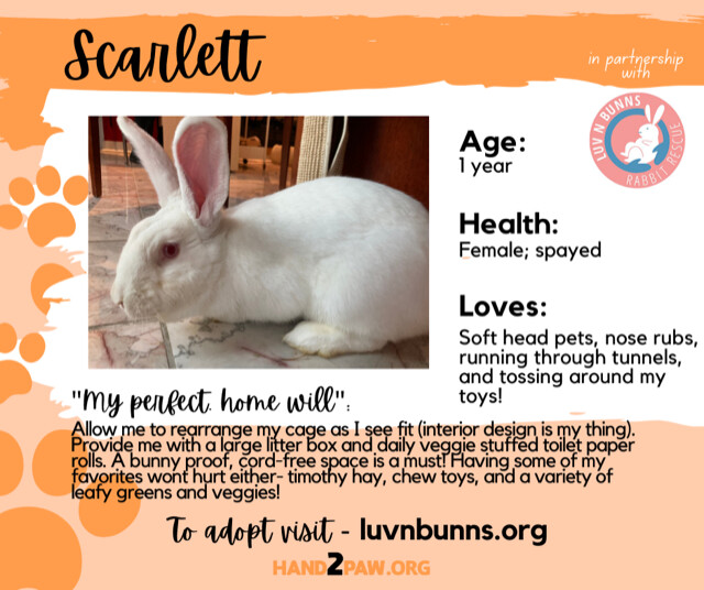 Scarlett, an adoptable New Zealand in Philadelphia, PA_image-2