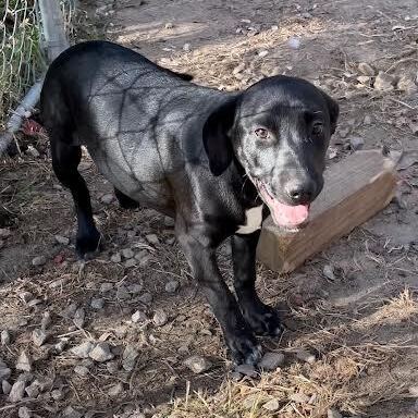 Mack, an adopted Labrador Retriever Mix in Orangeburg, SC_image-1