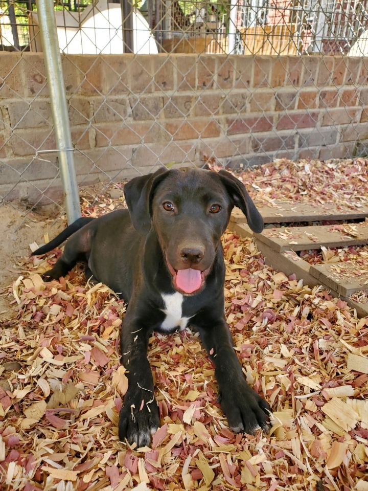 Mack, an adopted Labrador Retriever Mix in Orangeburg, SC_image-3