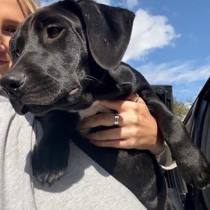 Mack, an adopted Labrador Retriever Mix in Orangeburg, SC_image-4