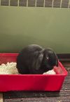 Midnight the Lop