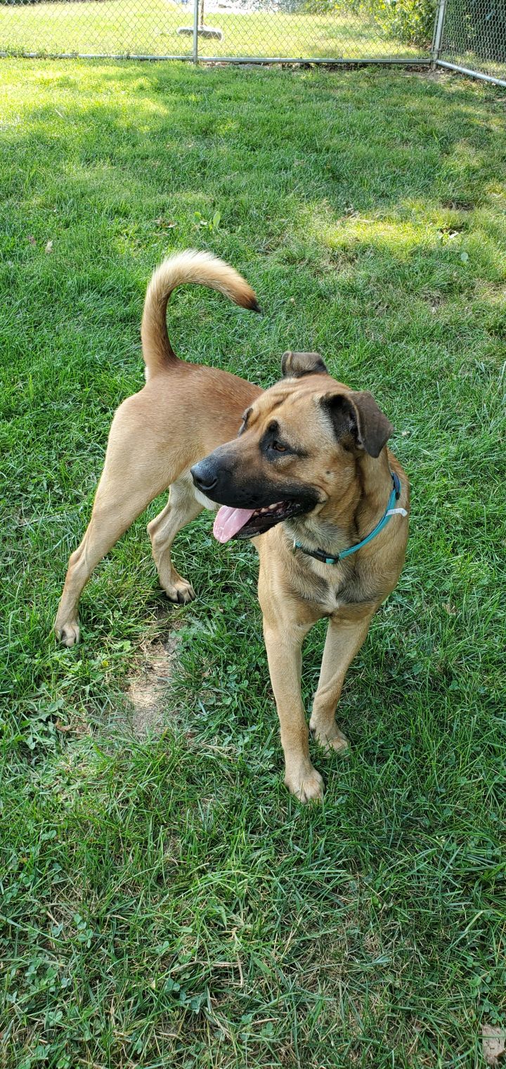 Dog for adoption - Wyatt, a Black Mouth Cur & Shar-Pei Mix in Clinton ...