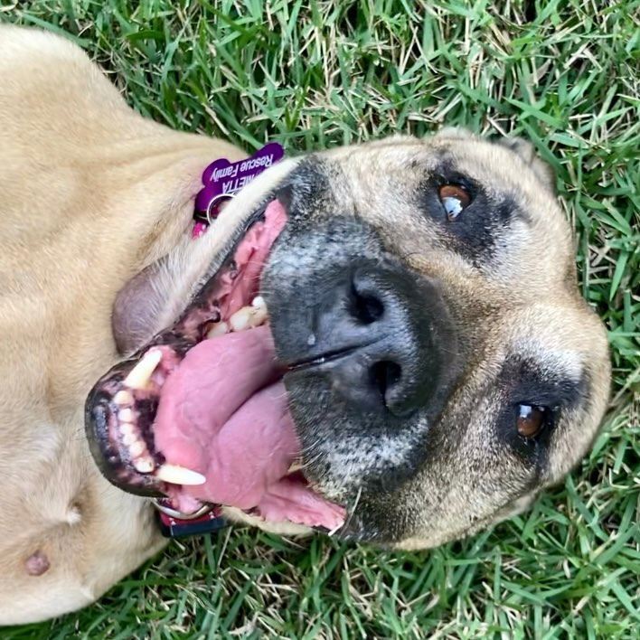 Hope, an adoptable Black Mouth Cur in Deltona, FL, 32738 | Photo Image 2