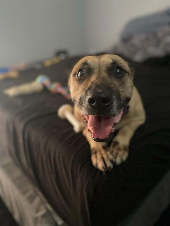 Hope, an adoptable Black Mouth Cur in Deltona, FL, 32738 | Photo Image 3