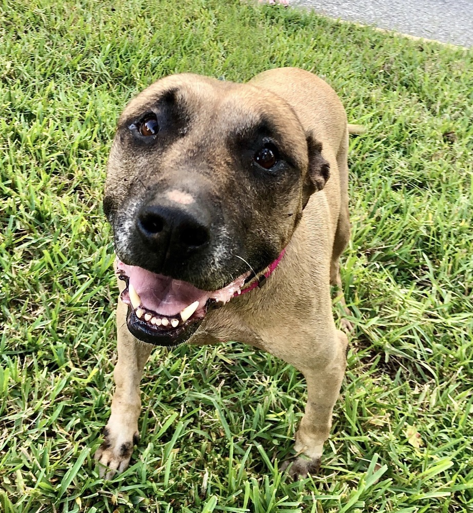 Hope, an adoptable Black Mouth Cur in Deltona, FL, 32738 | Photo Image 5