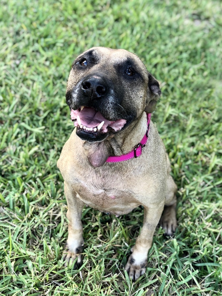 Hope, an adoptable Black Mouth Cur in Deltona, FL, 32738 | Photo Image 6