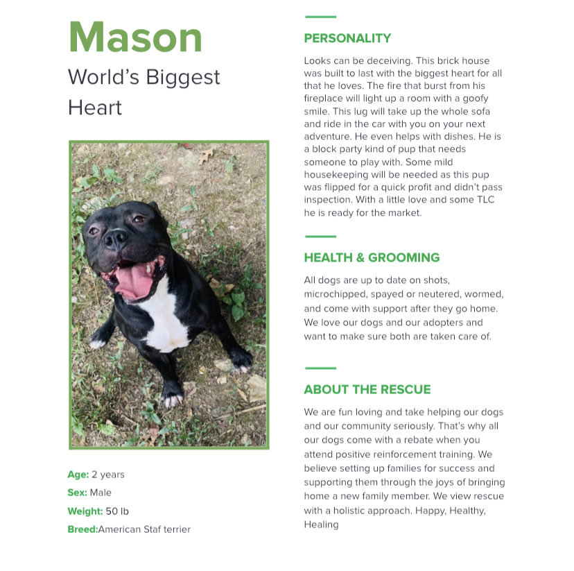 Mason, an adoptable American Staffordshire Terrier in Rogers, AR, 72756 | Photo Image 2