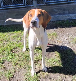 Reggie, an adoptable Hound in Orange, VA_image-4