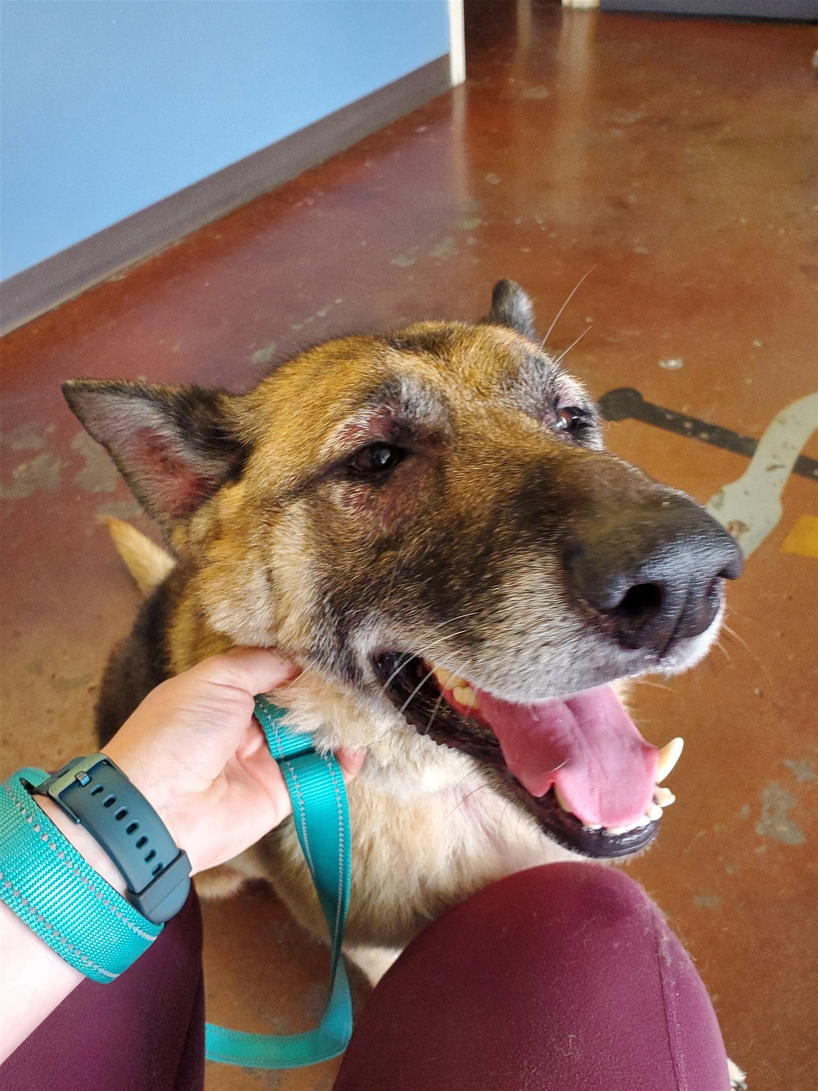 Freya, an adoptable German Shepherd Dog in Louisville, KY, 40243 | Photo Image 2