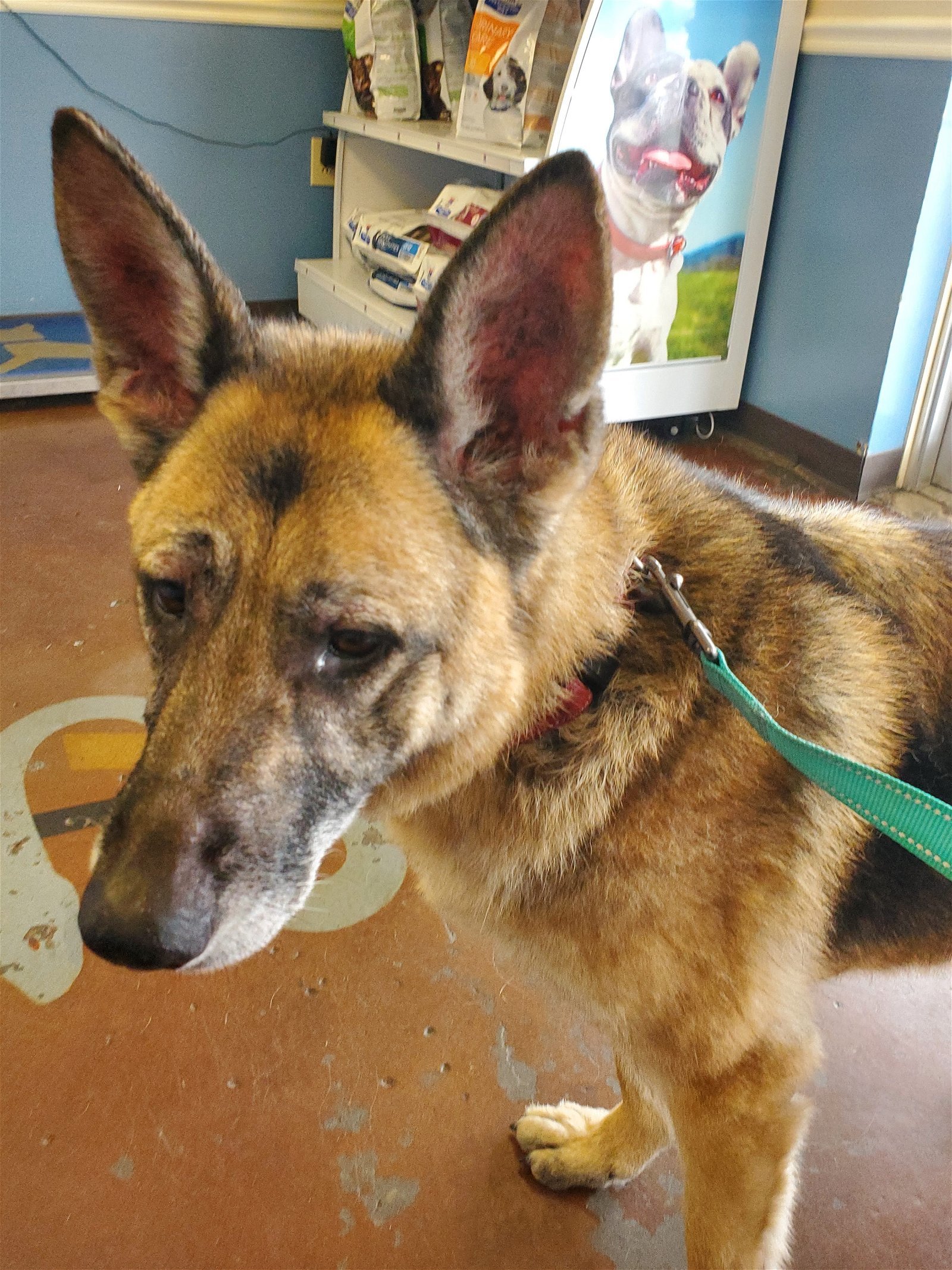 Freya, an adoptable German Shepherd Dog in Louisville, KY, 40243 | Photo Image 3