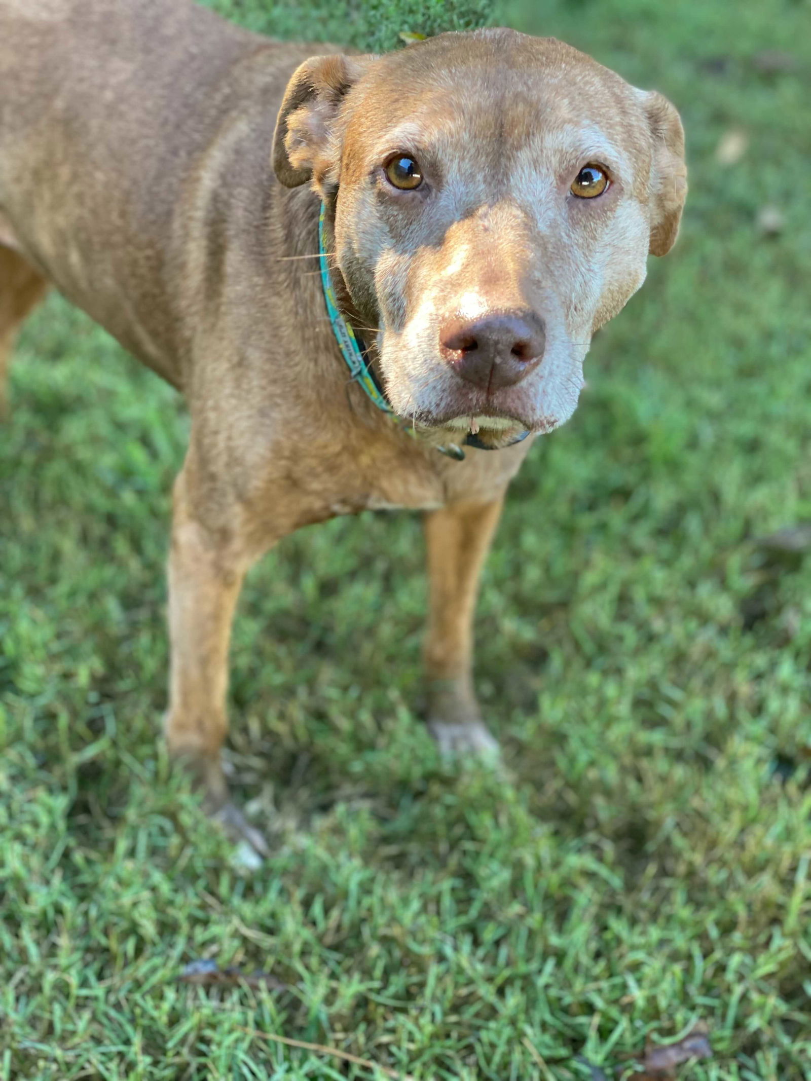 Sally of Pacolet - Your New Strolling Companion!, an adoptable Vizsla in Pacolet, SC, 29372 | Photo Image 1