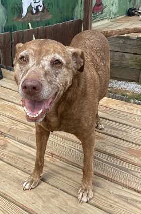 Sally of Pacolet - Your New Strolling Companion!, an adoptable Vizsla in Pacolet, SC, 29372 | Photo Image 1