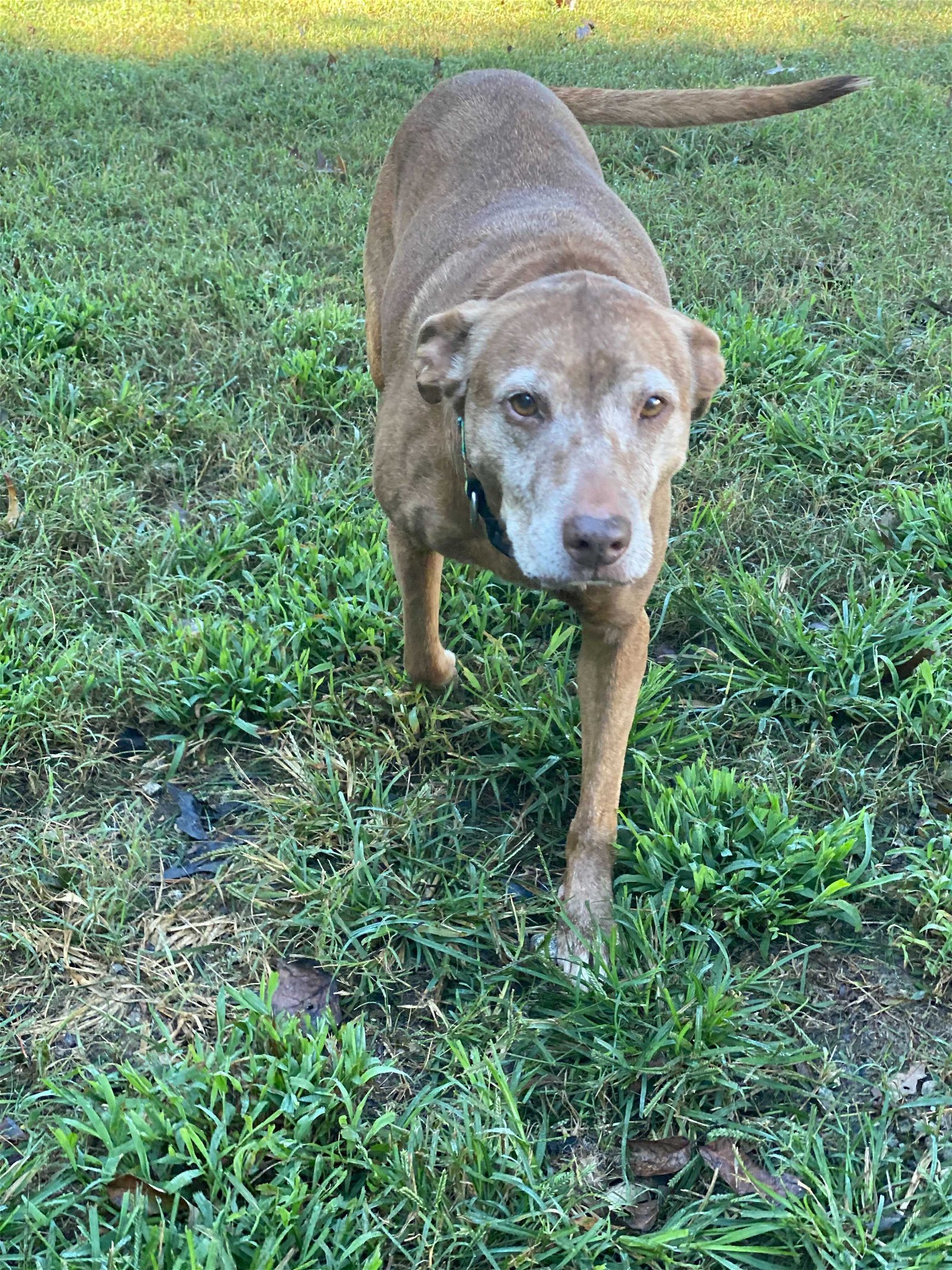 Sally of Pacolet - Your New Strolling Companion!, an adoptable Vizsla in Pacolet, SC, 29372 | Photo Image 3