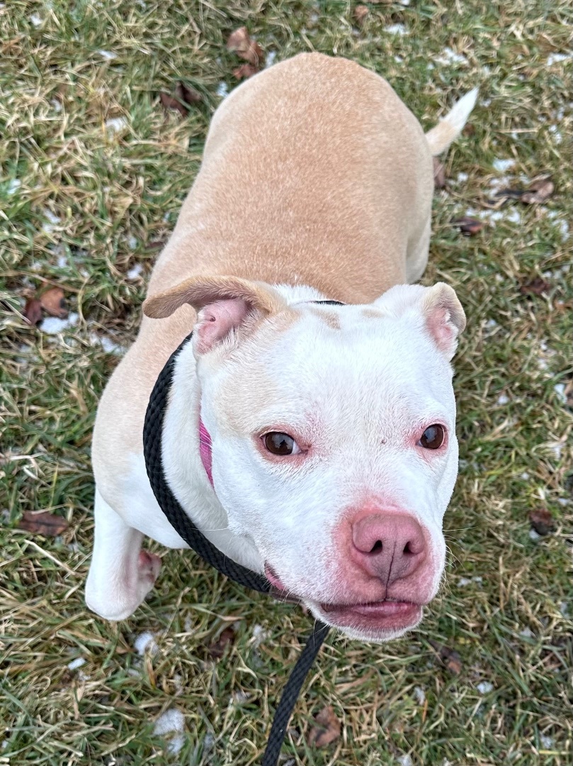 HONEY, an adoptable American Staffordshire Terrier, Mixed Breed in Morris, NY, 13808 | Photo Image 1