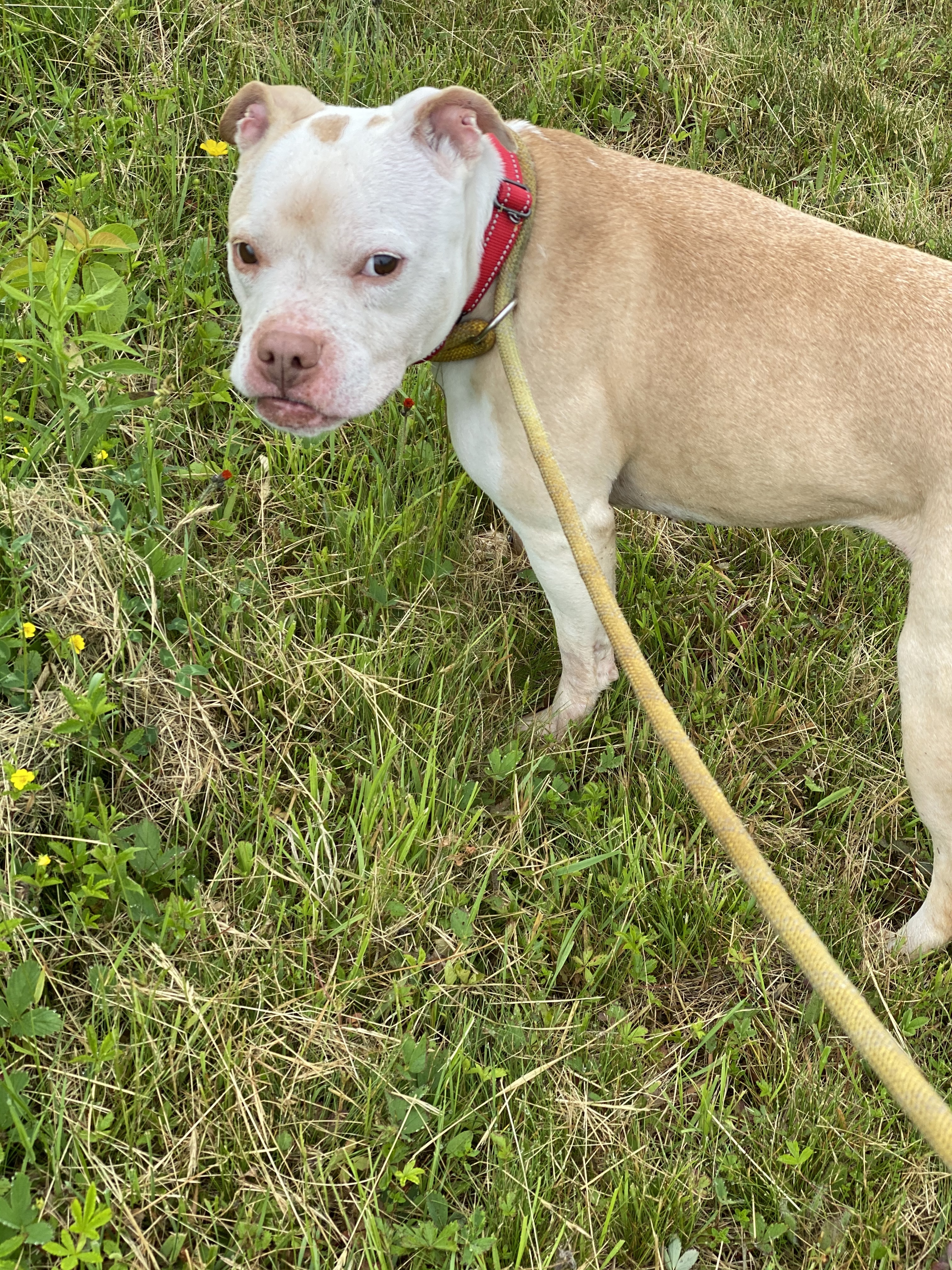 HONEY, an adoptable American Staffordshire Terrier, Mixed Breed in Morris, NY, 13808 | Photo Image 4