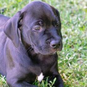 King, an adopted Labrador Retriever Mix in Sautee Nacoochee, GA_image-2
