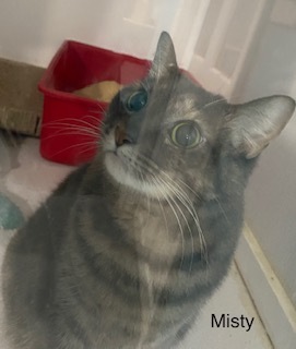 Misty , an adoptable Domestic Short Hair in Manchester, CT, 06040 | Photo Image 2