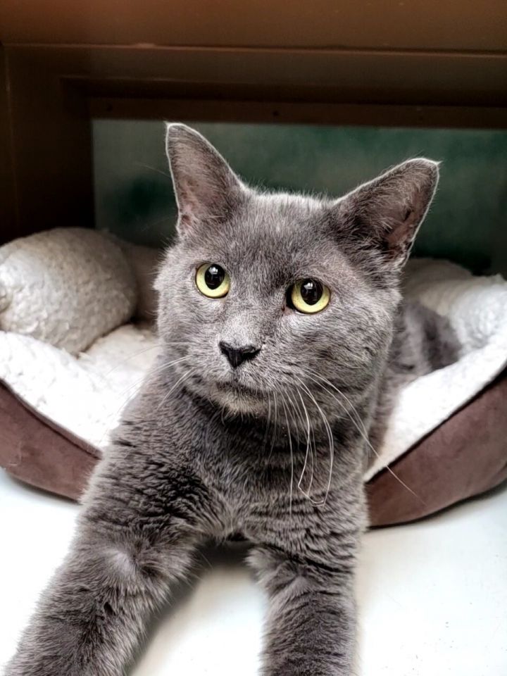 Cat for adoption Harry a Domestic Short Hair Mix in Altoona PA