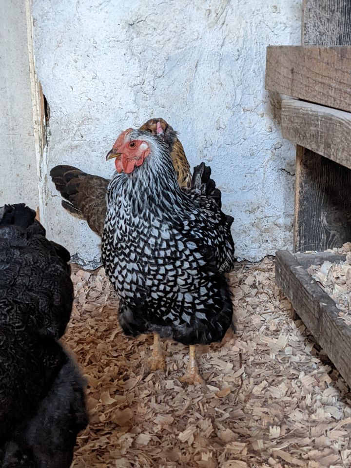 Pretty Hens!, an adopted Chicken in Jacksonville, OR_image-1
