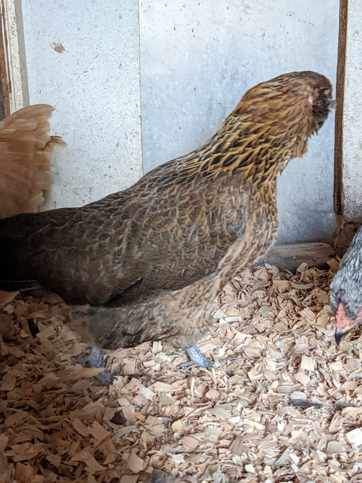Pretty Hens!, an adopted Chicken in Jacksonville, OR_image-2