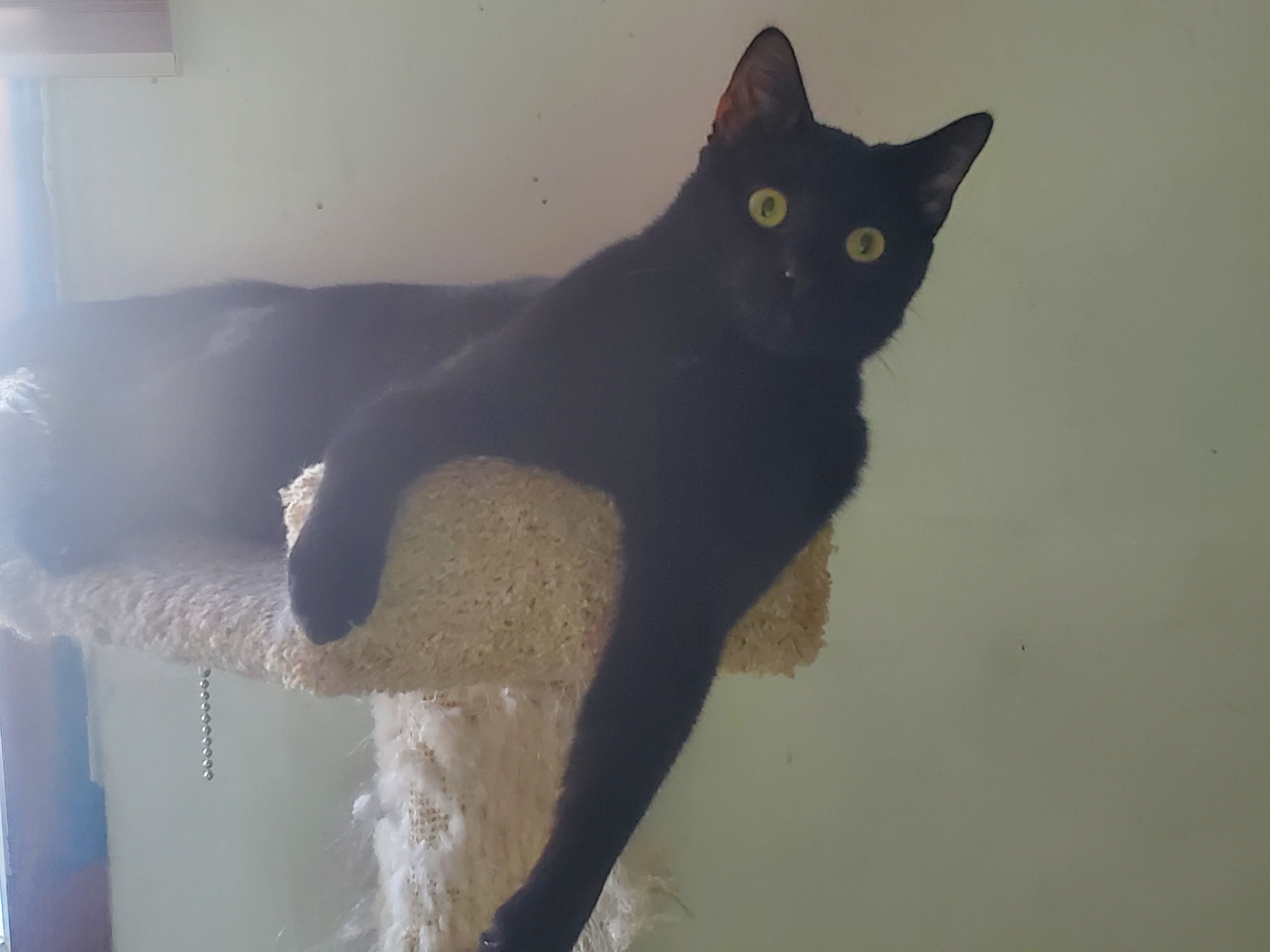 Roscoe 