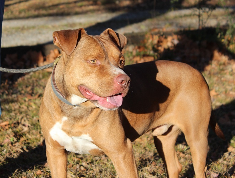 Sammy, an adoptable Pit Bull Terrier in Claremore, OK, 74017 | Photo Image 2