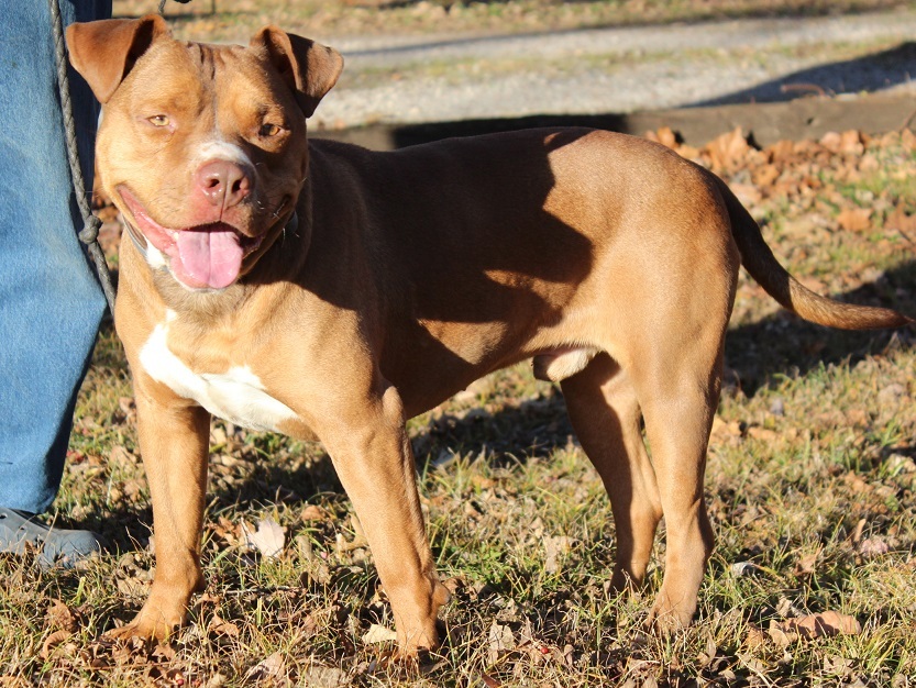 Sammy, an adoptable Pit Bull Terrier in Claremore, OK, 74017 | Photo Image 3