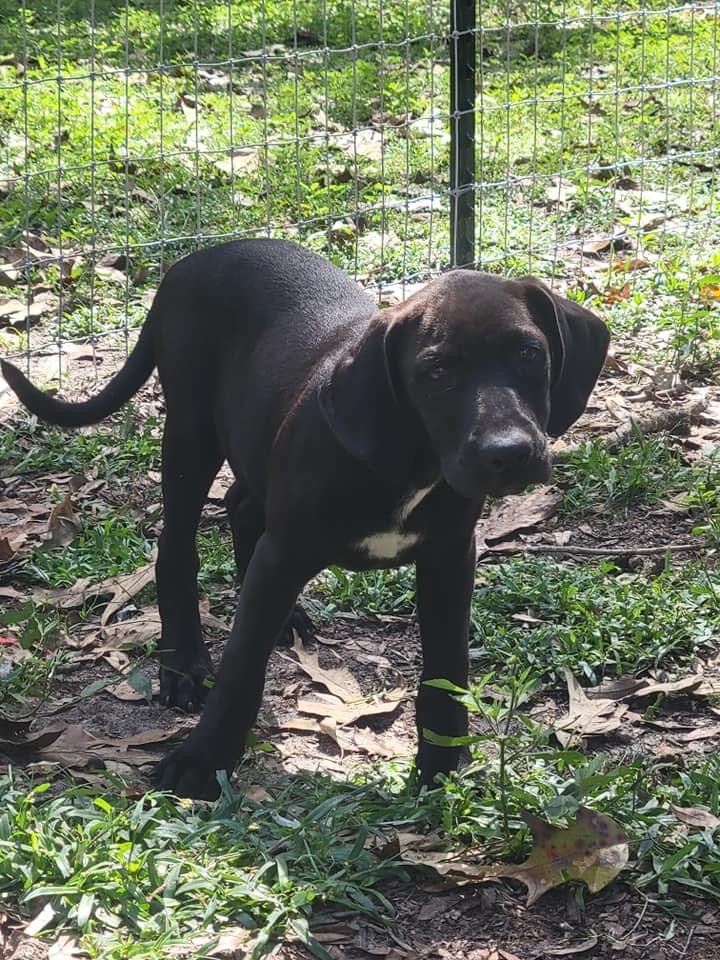 Piper, an adopted Labrador Retriever Mix in Waynesville, GA_image-2