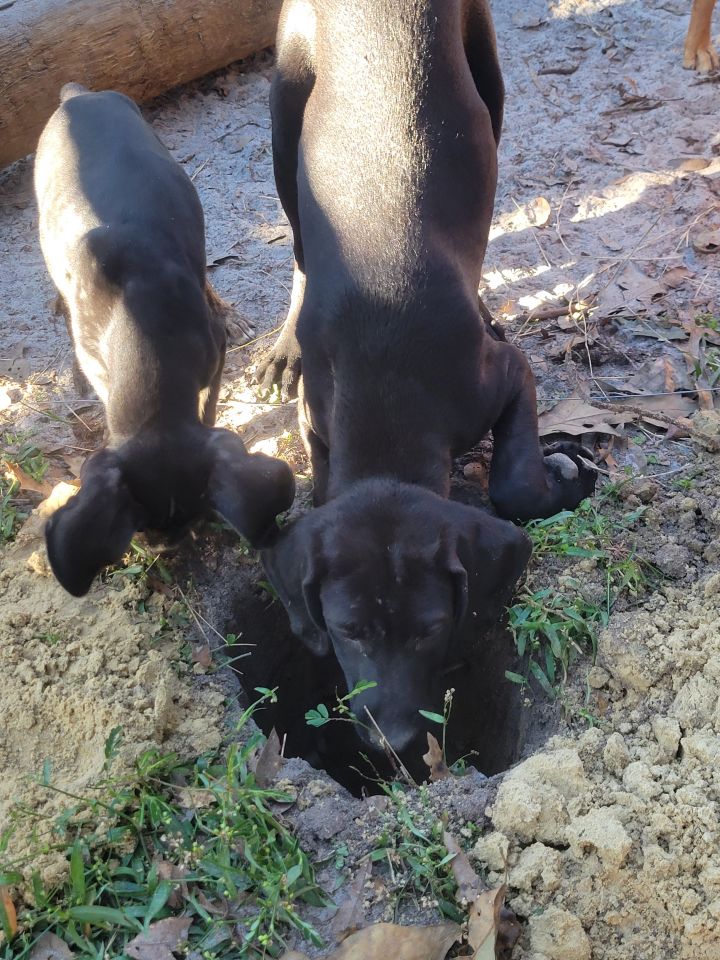Piper, an adopted Labrador Retriever Mix in Waynesville, GA_image-3