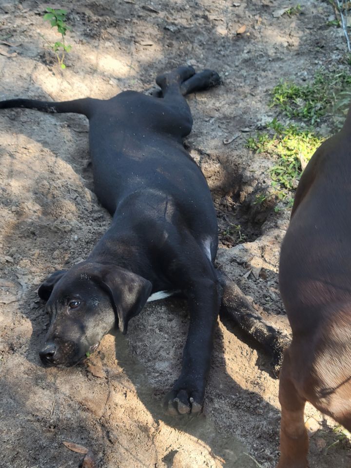 Piper, an adopted Labrador Retriever Mix in Waynesville, GA_image-4