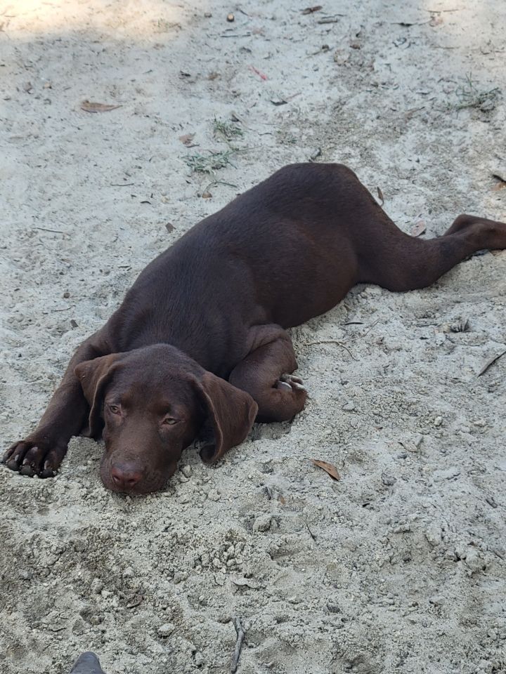 Paige, an adopted Labrador Retriever Mix in Waynesville, GA_image-3