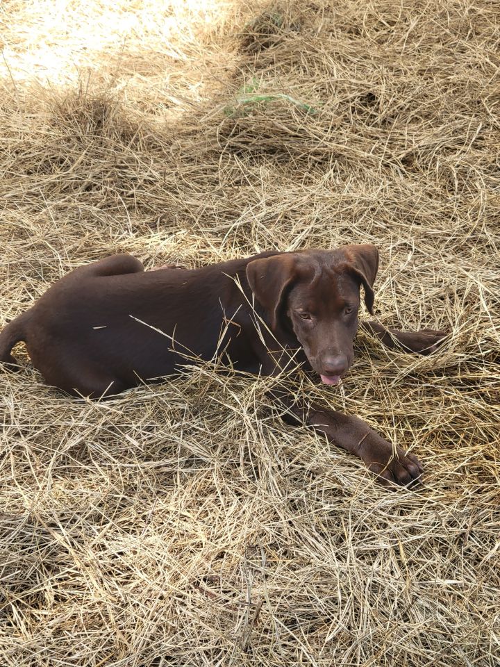 Paige, an adopted Labrador Retriever Mix in Waynesville, GA_image-4