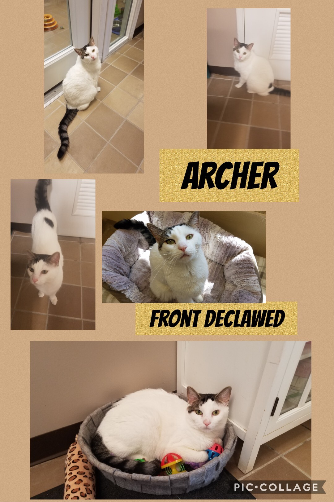 Archer detail page
