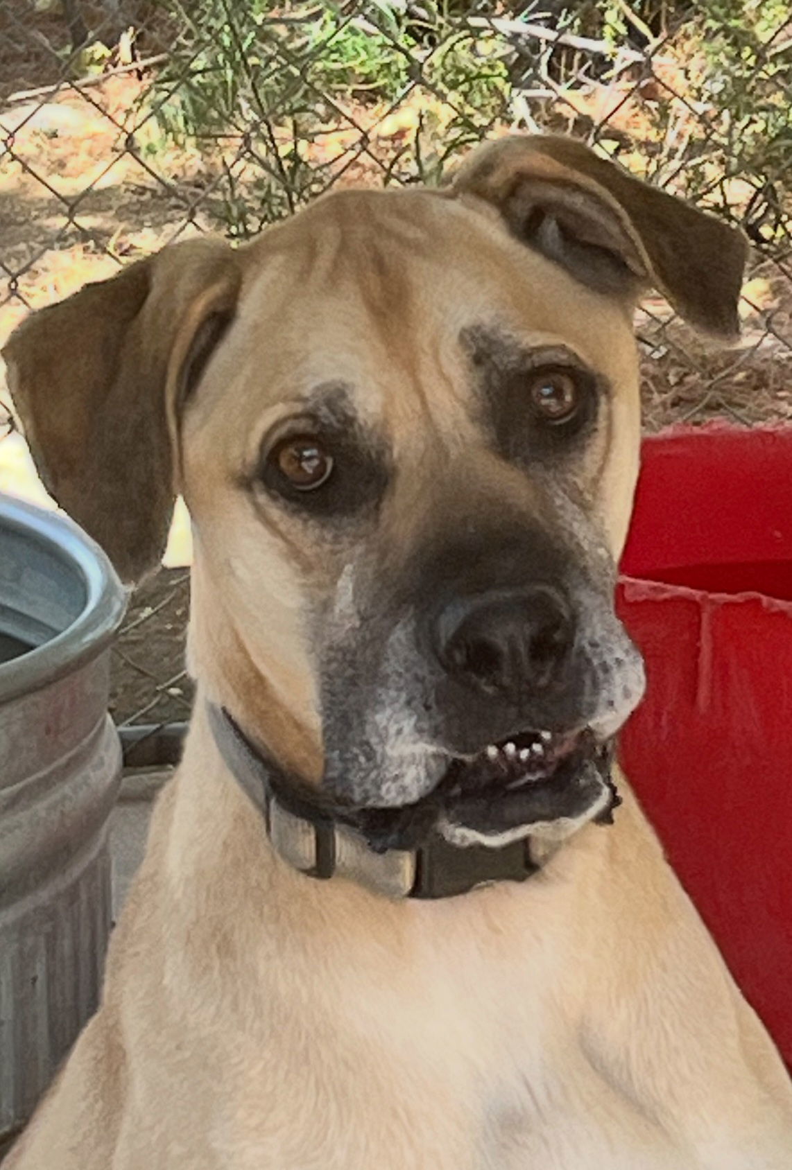 Kodi, an adoptable Labrador Retriever, Boxer in Mentone, CA, 92359 | Photo Image 1