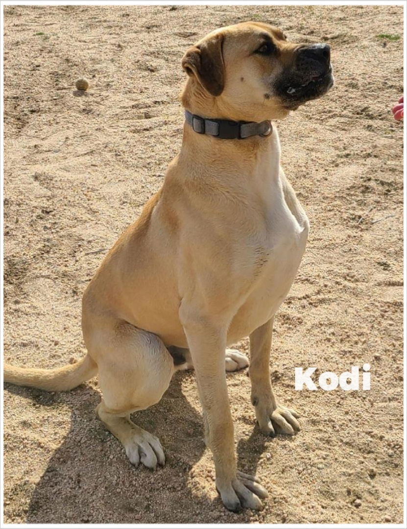 Kodi, an adoptable Labrador Retriever, Boxer in Mentone, CA, 92359 | Photo Image 2