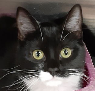 Jenna, an adoptable Domestic Short Hair in Massapequa, NY, 11758 | Photo Image 2