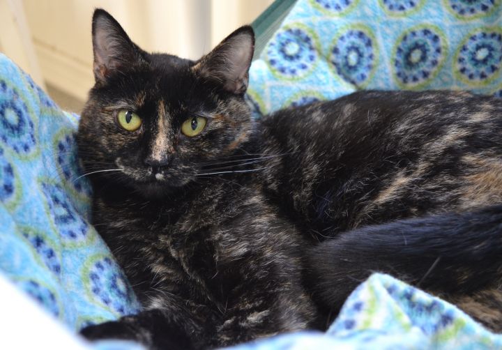 Gracie, an adopted Tortoiseshell in Westbrook, CT_image-1