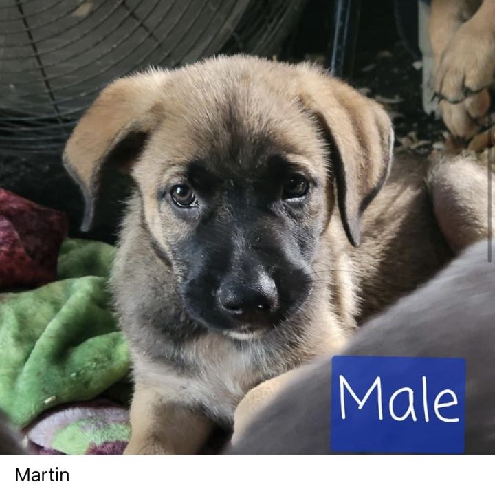Martin, an adopted German Shepherd Dog & Labrador Retriever Mix in Waynesville, GA_image-2